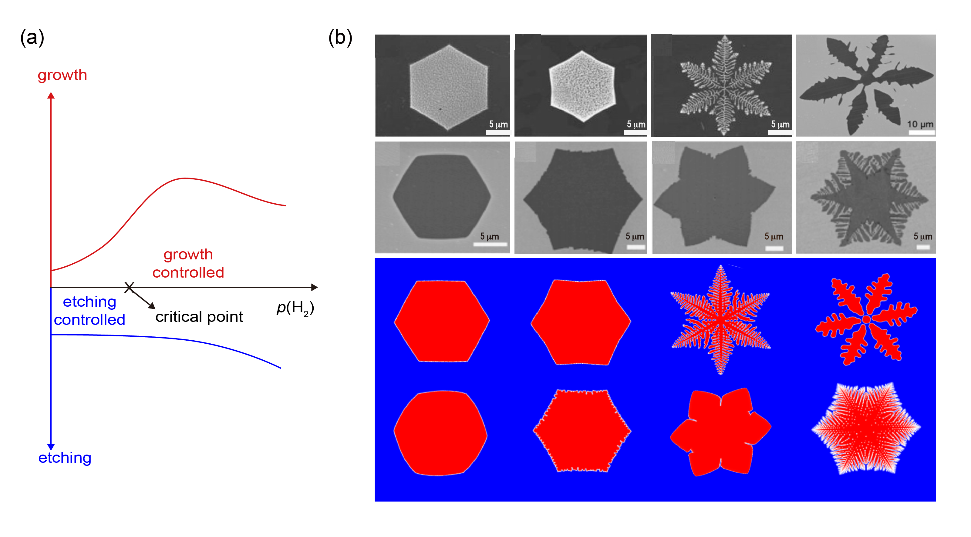 Competitive growth and etching dynamics of graphene